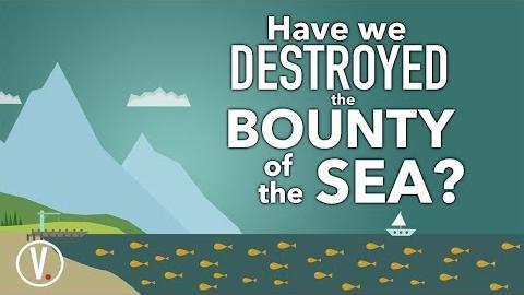 Have We Destroyed the Bounty of the Sea?