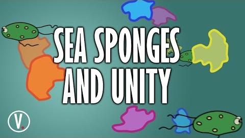 Sea Sponges and Unity