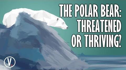 The Polar Bear: Threatened or Thriving?