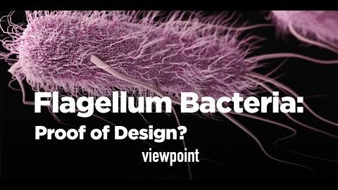 The Flagellum Bacteria—Proof of Design?