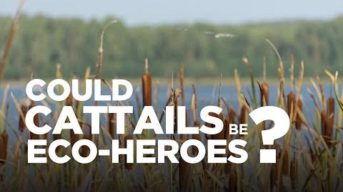 Cattail Eco-Heroes