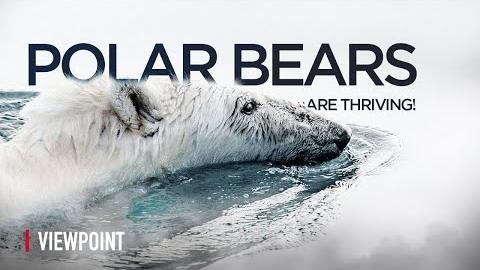 Polar Bears are NOT Going Extinct!